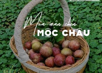 Kinh nghiệm hái mận Mộc Châu chi tiết