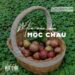 Kinh nghiệm hái mận Mộc Châu chi tiết